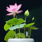 🌺Mixed Color Bonsai Bowl Lotus Seeds🌺