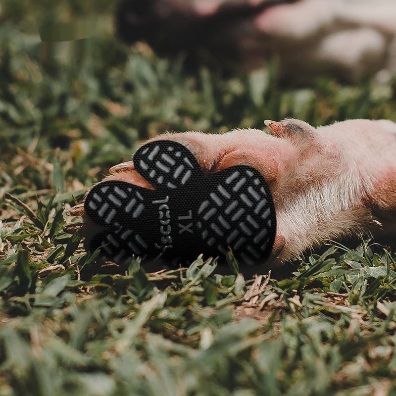 🔥Summer Hot Sale Promotion-49% OFF🐾-Dog Paw Protection-2