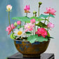 🌺Mixed Color Bonsai Bowl Lotus Seeds🌺