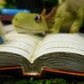 🔥🔥2025 Mother's Day Gift 50% Off--Miniature Green Dragon Reading on Giant Book Figurine