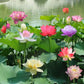 🌺Mixed Color Bonsai Bowl Lotus Seeds🌺