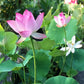 🌺Mixed Color Bonsai Bowl Lotus Seeds🌺