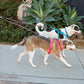 🔥Last Day: 49% OFF!🔥🐕🐕Double Bungee Leash - 1st Step Training Tool