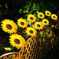 🎁LAST DAY SALE 49% OFF🔥Sunflower Solar Garden Stake Led Lights🌻