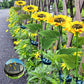 🎁LAST DAY SALE 49% OFF🔥Sunflower Solar Garden Stake Led Lights🌻