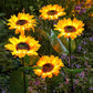 🎁LAST DAY SALE 49% OFF🔥Sunflower Solar Garden Stake Led Lights🌻